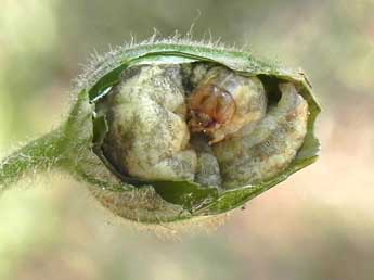  Chenille de Hadena bicruris Hfn. - ©Philippe Mothiron