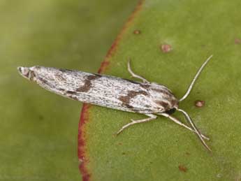 Lerautia bifasciata Rbr adulte - ©Philippe Mothiron