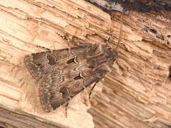 Agrotis bigramma Esp. adulte - Philippe Mothiron