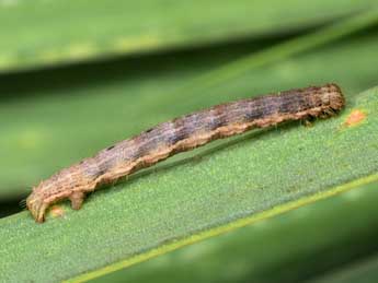  Chenille de Camptogramma bilineata L. - ©Paolo Mazzei