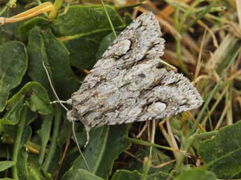 Meganephria bimaculosa L. adulte - ©Lionel Taurand