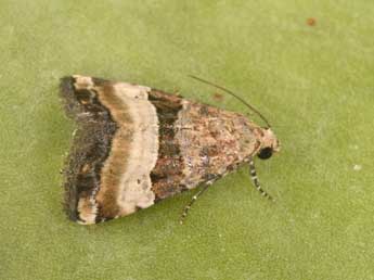 Pseudozarba bipartita H.-S. adulte - ©Philippe Mothiron