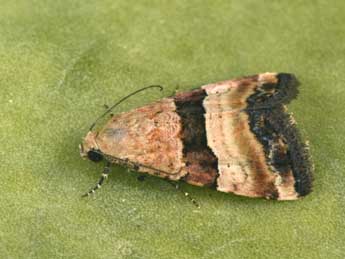 Pseudozarba bipartita H.-S. adulte - ©Philippe Mothiron