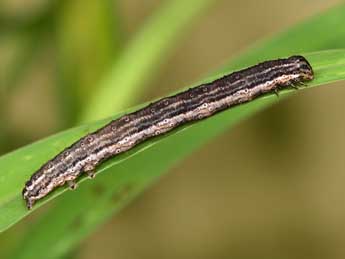  Chenille de Pseudozarba bipartita H.-S. - ©Paolo Mazzei