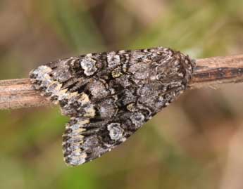 Papestra biren Gze adulte - Philippe Mothiron