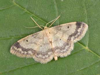 Idaea biselata Hfn. adulte - ©Philippe Mothiron