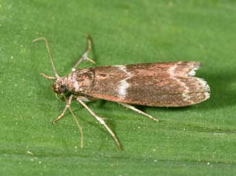 Cryptoblabes bistriga Hw. adulte - Philippe Mothiron