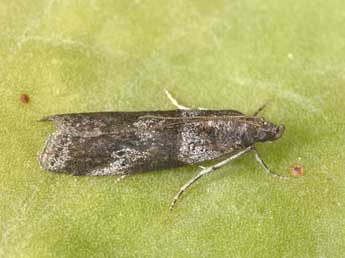 Acrobasis bithynella Z. adulte - ©Philippe Mothiron