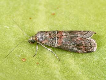 Acrobasis bithynella Z. adulte - ©Philippe Mothiron