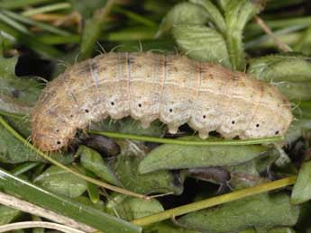  Chenille de Hoplodrina blanda D. & S. - ©Wolfgang Wagner, www.pyrgus.de