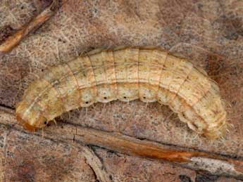  Chenille de Hoplodrina blanda D. & S. - Wolfgang Wagner, www.pyrgus.de