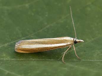 Catoptria bolivari Agjo adulte - ©Lionel Taurand