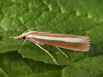 Catoptria bolivari Agjo adulte - ©Philippe Mothiron