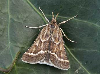 Synaphe bombycalis D. & S. adulte - Lionel Taurand