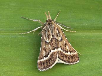 Synaphe bombycalis D. & S. adulte - ©Lionel Taurand