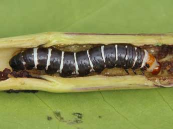  Chenille de Gortyna borelii Pierret - ©Lionel Taurand