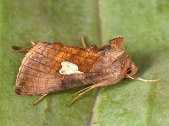 Autographa bractea D. & S. adulte - ©Philippe Mothiron