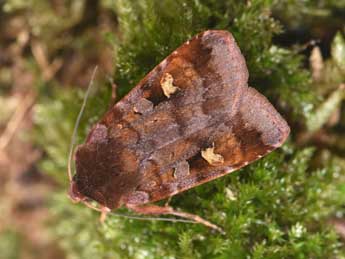 Diarsia brunnea D. & S. adulte - Philippe Mothiron