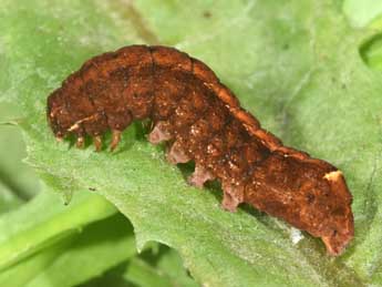  Chenille de Diarsia brunnea D. & S. - ©Philippe Mothiron