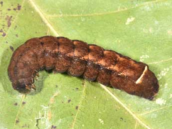  Chenille de Diarsia brunnea D. & S. - ©Philippe Mothiron