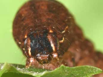  Chenille de Diarsia brunnea D. & S. - ©Philippe Mothiron