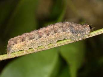  Chenille de Clemathada calberlai Stgr - ©Wolfgang Wagner, www.pyrgus.de