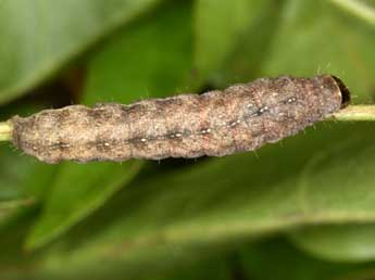  Chenille de Clemathada calberlai Stgr - ©Wolfgang Wagner, www.pyrgus.de