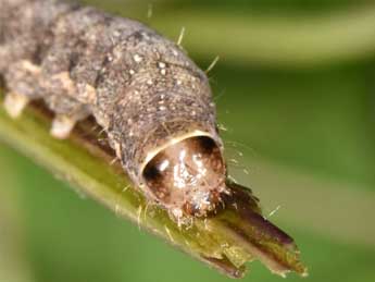  Chenille de Clemathada calberlai Stgr - Wolfgang Wagner, www.pyrgus.de