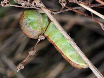  Chenille de Aporophyla canescens Dup. - ©Paolo Mazzei