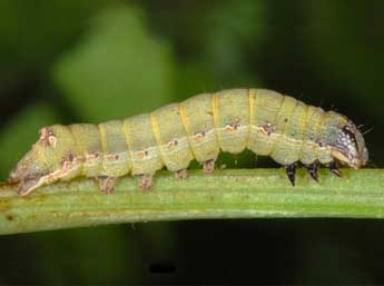  Chenille de Condica capensis Gn. - ©Wolfgang Wagner, www.pyrgus.de