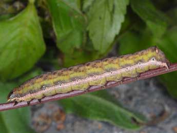  Chenille de Condica capensis Gn. - Wolfgang Wagner, www.pyrgus.de