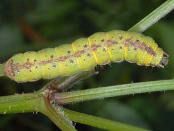  Chenille de Condica capensis Gn. - ©Wolfgang Wagner, www.pyrgus.de