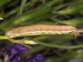  Chenille de Hecatera cappa Hb. - ©Wolfgang Wagner, www.pyrgus.de