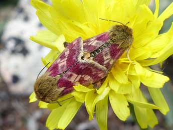 Schinia cardui Hb. adulte - Laurent Michel