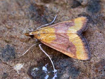 Pyrausta castalis Tr. adulte - ©Lionel Taurand