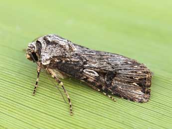 Agrotis catalaunensis Mill. adulte - Lionel Taurand