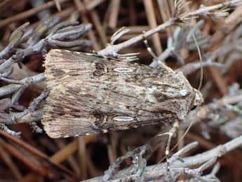 Agrotis catalaunensis Mill. adulte - ©Tristan Lafranchis