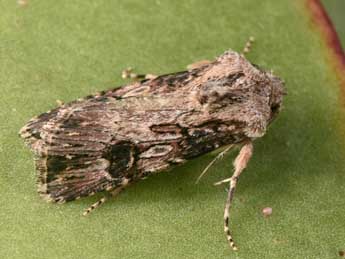 Agrotis catalaunensis Mill. adulte - Philippe Mothiron