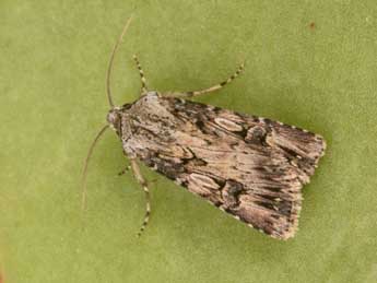 Agrotis catalaunensis Mill. adulte - ©Philippe Mothiron