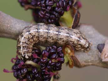  Chenille de Atethmia centrago Hw. - ©Jeroen Voogd