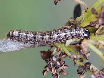  Chenille de Atethmia centrago Hw. - ©Jeroen Voogd