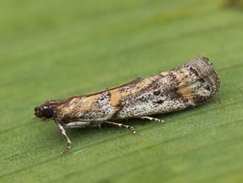 Acrobasis centunculella Mann adulte - Lionel Taurand