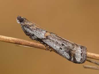 Acrobasis centunculella Mann adulte - ©Lionel Taurand