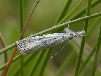 Platytes cerussella D. & S. adulte - Jean-Pierre Lamoline