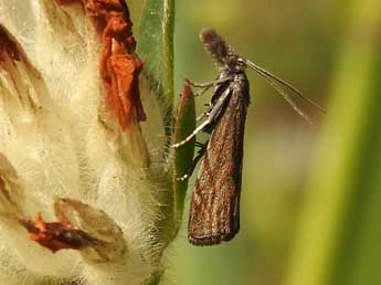 Platytes cerussella D. & S. adulte - Jean-Pierre Lamoline