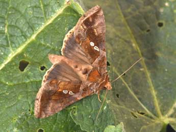 Chrysodeixis chalcites Esp. adulte - Philippe Mothiron