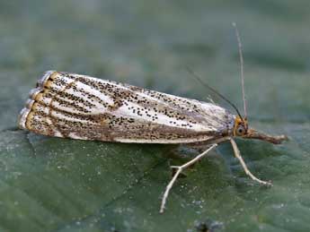 Thisanotia chrysonuchella Scop. adulte - ©Lionel Taurand