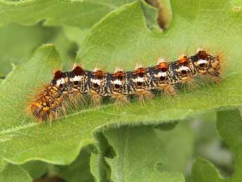  Chenille de Euproctis chrysorrhoea L. - ©Lionel Taurand