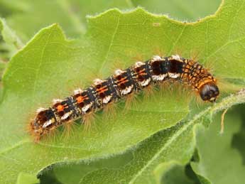  Chenille de Euproctis chrysorrhoea L. - ©Lionel Taurand