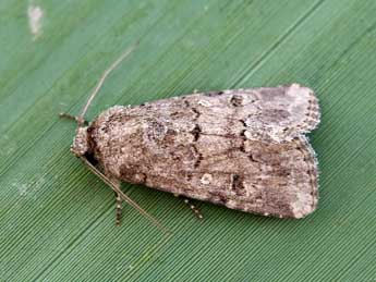 Spodoptera cilium Gn. adulte - ©Lionel Taurand